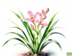 建兰长花芽怎样养