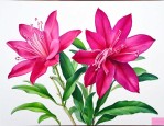 洛神花喝了有什么好处