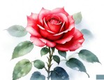 养月季花有什么忌讳吗