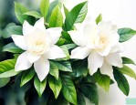 栀子花在海南养可以吗