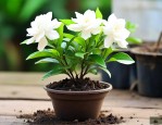 栀子花小苗上盆怎么养