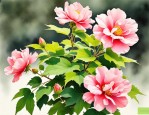 2025年木芙蓉 君子之花