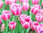 粉红郁金香花语是什么