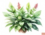 常见的观赏植物