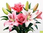 百合花和玫瑰花哪个贵