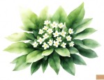 大叶黄杨开花吗