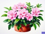 花卉九里香的养殖方法