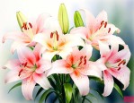 百合花适合什么时候送