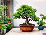 2025年簕竹盆景养殖方法