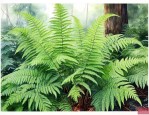 常见的蕨类植物怎么养