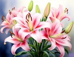 梦见好多百合花什么意思