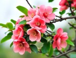 木瓜海棠怎么养殖方法