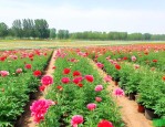 北京通州花卉种植基地