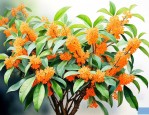 2024年桂花树价格