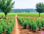附近苗木花卉种植基地