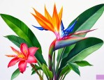花卉不死鸟的养护方法