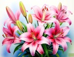 百合花的颜色是什么色