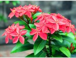 龙船花花谢后怎么修剪