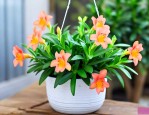 四季金鱼花吊兰怎么养