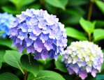 绣球花为啥一天就蔫了