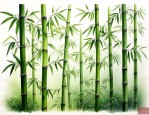 竹子怎么养活最佳方法