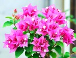 怎么养三角梅才能开花