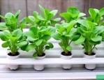 水培植物用温水可以吗
