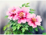 四川的代表花是什么花