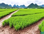 2025年广西草花苗木基地