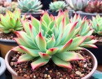 冬天怎么养法师多肉植物