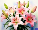 送百合花象征什么意义