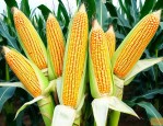 国禾303玉米种简介