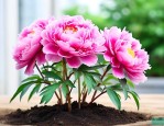 牡丹花幼苗长什么样子