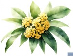 12公分桂花