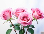 3朵粉玫瑰是什么意思