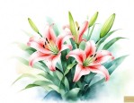 百合花 美句