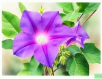 和牵牛花很像的紫色花