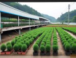 重庆园林苗木批发市场