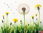 蒲公英种植方法和时间