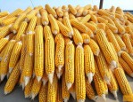 吉林玉米种子批发市场