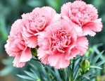 康乃馨开花后怎么养护