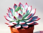 纯爱多肉植物怎么养的