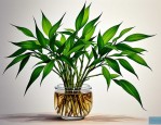 2025年富贵竹植物 水养