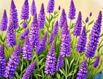 2025年紫花苜蓿的草种子