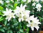 九里香开花为什么不香