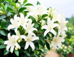 九里香什么时间开花期