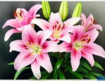 刚买的百合花怎么醒花