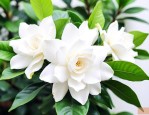 栀子花无尽雪怎么养护