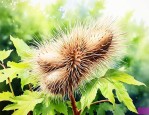 什么植物炸开传播种子