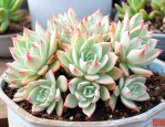 白鸟多肉植物怎么养殖